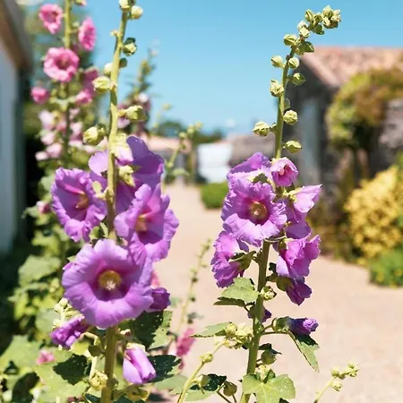 House Ocean Ile De Re